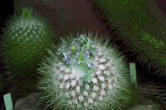 Thelocactus