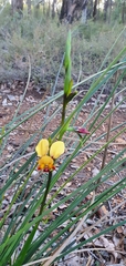 Diuris brumalis