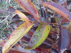 Glochidion ferdinandi