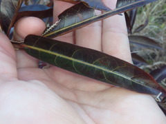 Glochidion ferdinandi