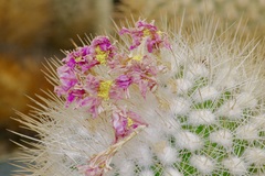 Thelocactus