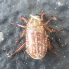 Polyphylla variolosa