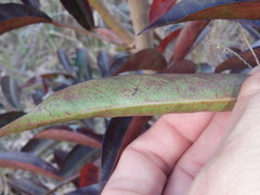 Glochidion ferdinandi