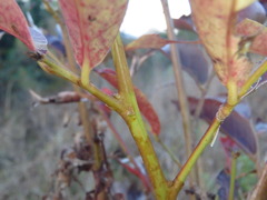 Glochidion ferdinandi