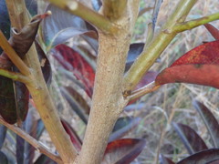 Glochidion ferdinandi