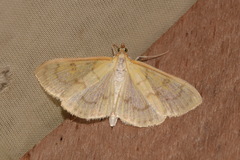 Paratalanta hyalinalis