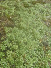 Callitriche cophocarpa