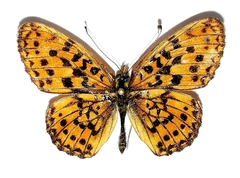Boloria selenis