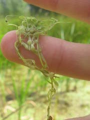 Callitriche cophocarpa