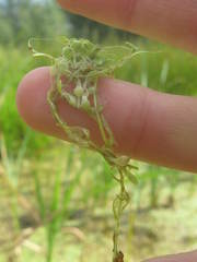 Callitriche cophocarpa