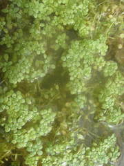 Callitriche cophocarpa