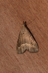 Schrankia taenialis