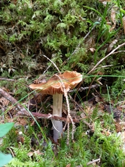 Cortinarius collinitus
