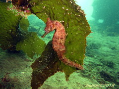 White's Seahorse photo 4