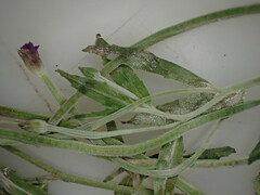 Podosphaera epilobii