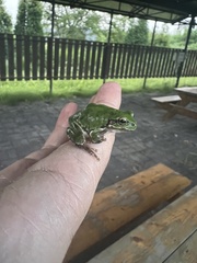Hyla japonica