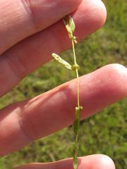 Callitriche cophocarpa