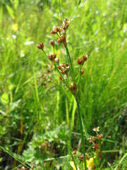 Juncus alpinoarticulatus
