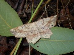 Euchlaena deplanaria