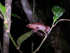 Plethodontohyla notosticta