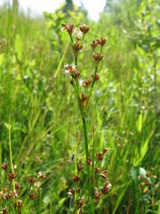 Juncus alpinoarticulatus