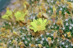 Mammillaria surculosa