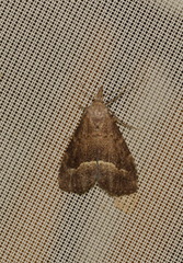 Schrankia taenialis