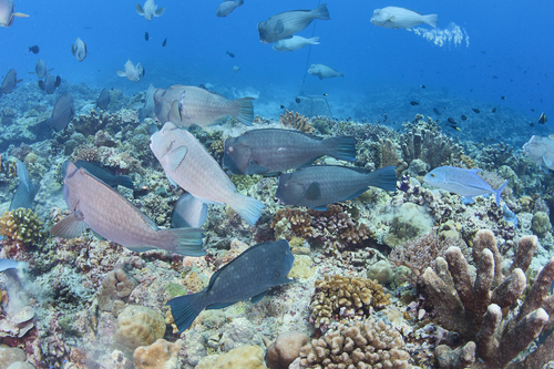 Bumphead parrotfish