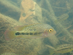 Twoband Cichlid photo 4