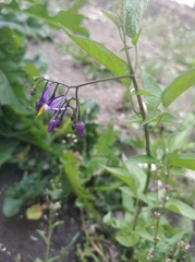 Solanum dulcamara
