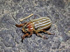 Polyphylla crinita