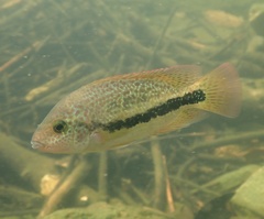 Twoband Cichlid photo 2