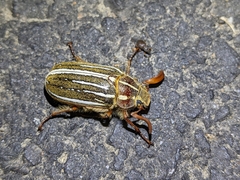 Polyphylla crinita