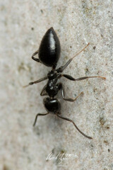 Technomyrmex sophiae