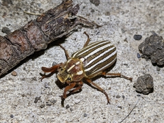 Polyphylla crinita