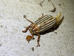 Polyphylla crinita
