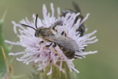 Evylaeus