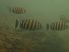 Heterotilapia buettikoferi
