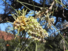 Hakea lorea