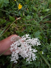 Heracleum austriacum