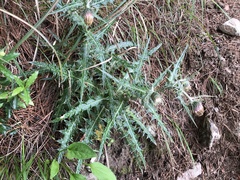 Cirsium taiwanense