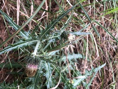 Cirsium taiwanense