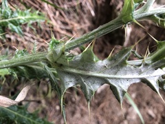 Cirsium taiwanense