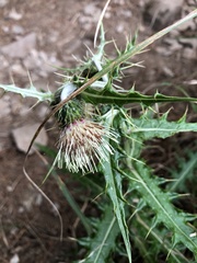 Cirsium taiwanense
