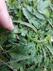 Heracleum austriacum