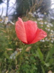 Papaver rhoeas
