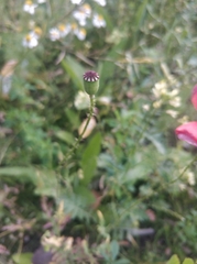 Papaver rhoeas