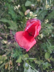 Papaver rhoeas