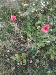 Papaver rhoeas