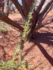 Mirbelia microphylla